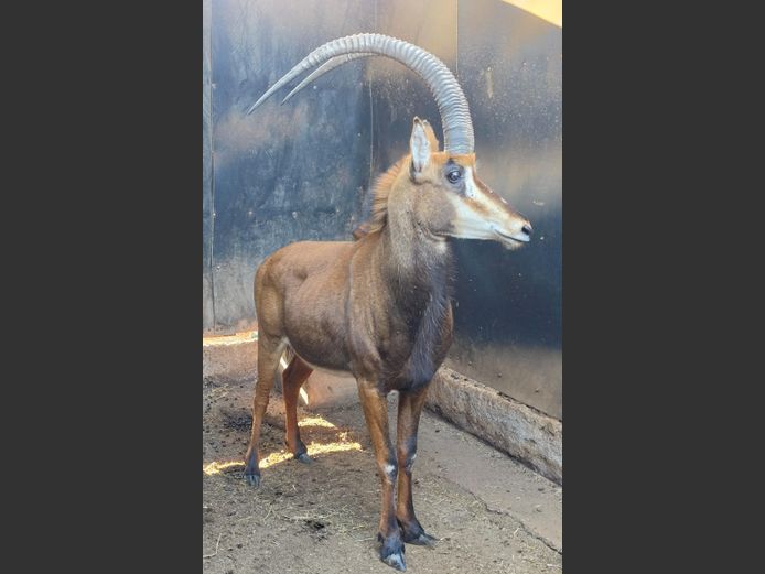 SABLE | IMPISI SAFARIS