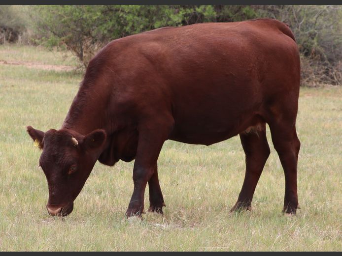 COMMERCIAL HEIFERS | DANCEL SUSSEX ZUCHT