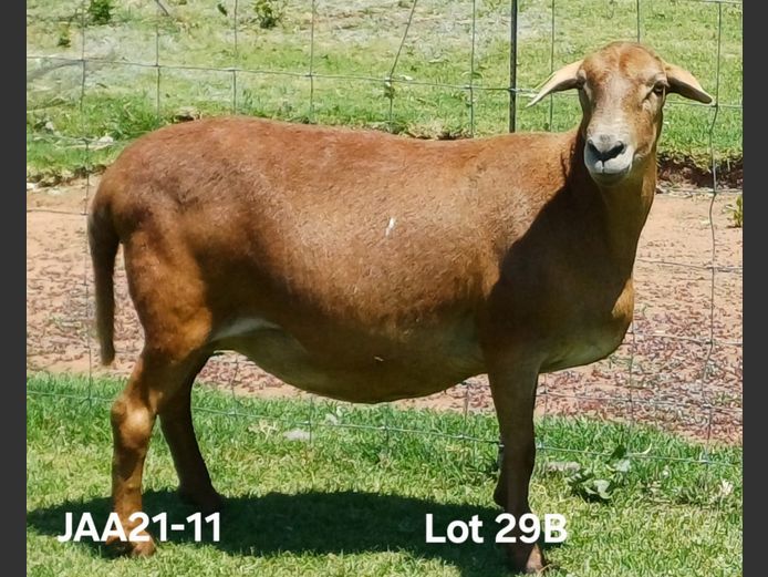 JAA 21-11 | Aucamp Meatmasters