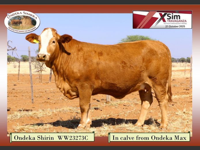 WW23273C | ONDEKA SIMBRA