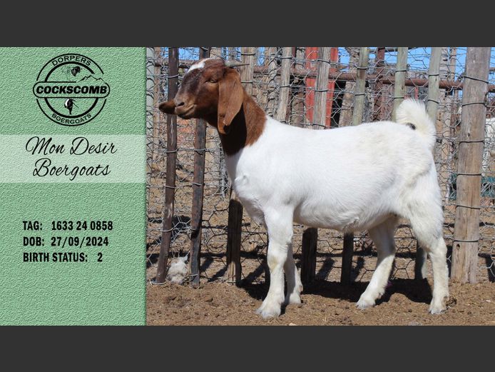 1633 24 0858 | Mon Desir Boergoats