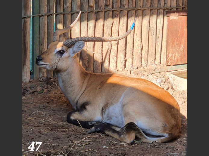 LECHWE | AMANZI PRIVATE GAME RESERVE