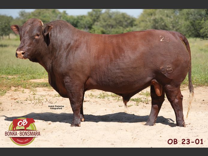 OB  230001 | BONKA BONSMARA (PTY) LTD