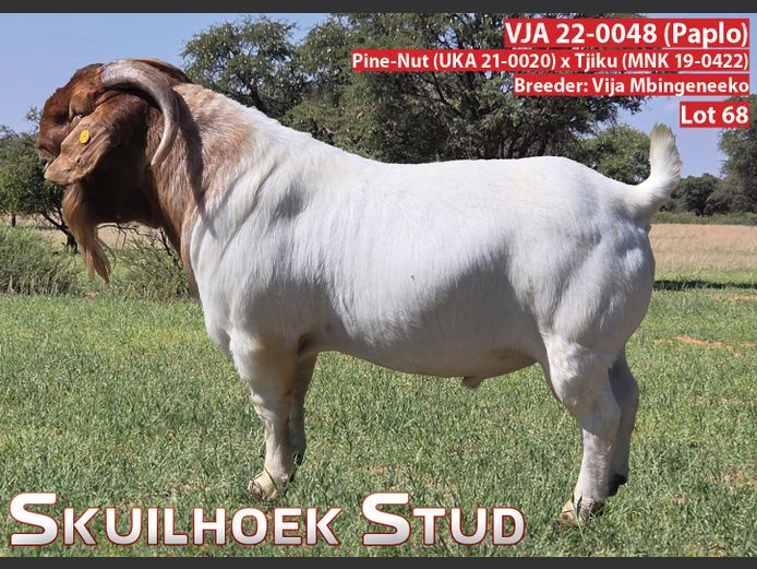 VJA 23-0048 (PAPLO) | VIJA MBINGENEEKO