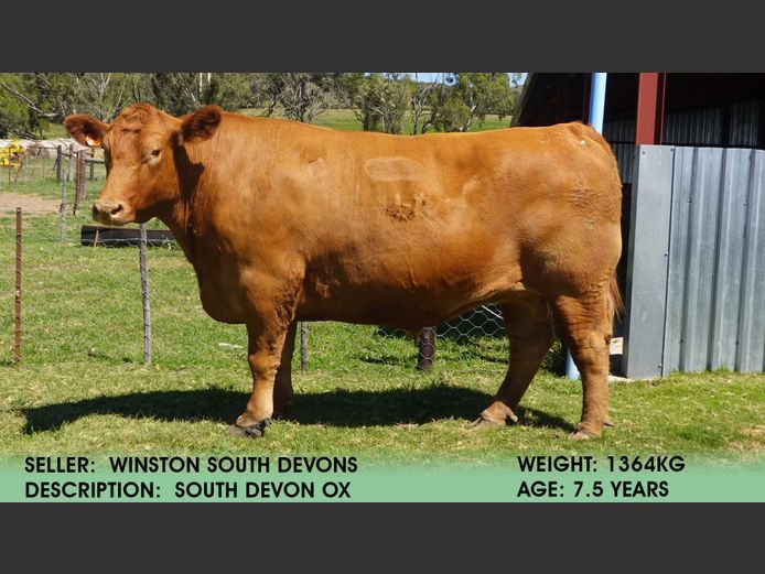 Ox | Winston Farms
