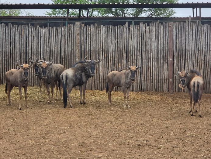 BLOUWILDEBEES | THABA BOTALA GAME