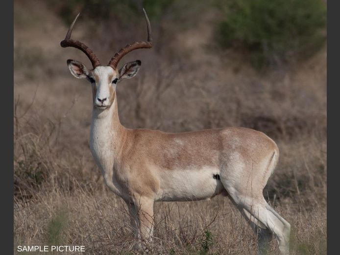 WHITE FLANK IMPALA | GOLDEN GAME WILDLIFE