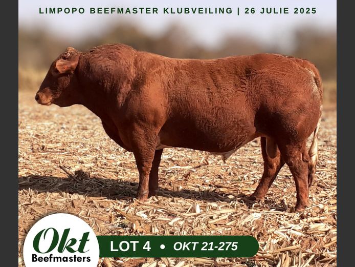 OKT 210275 | J.H. SCHOEMAN