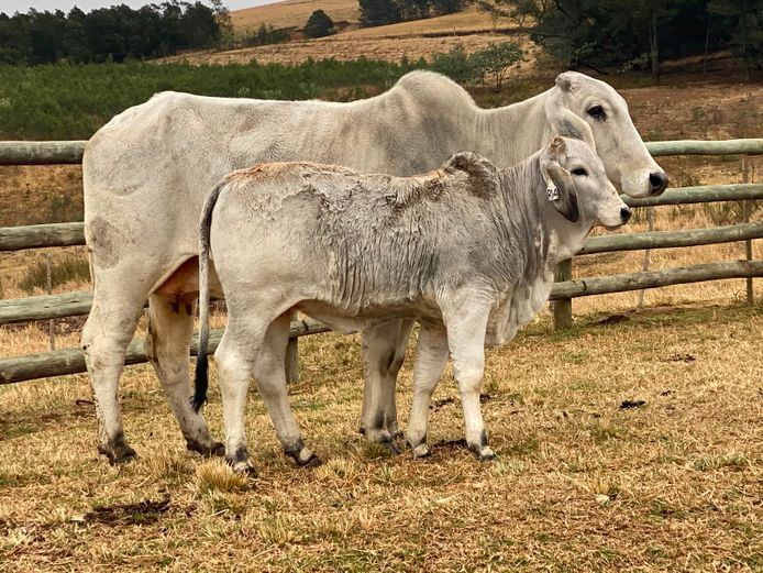R14 20-43 | Combrink RJ