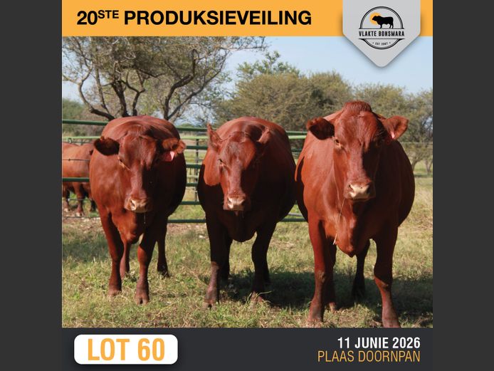 Commercial Animals | BOSLAND BOERDERY