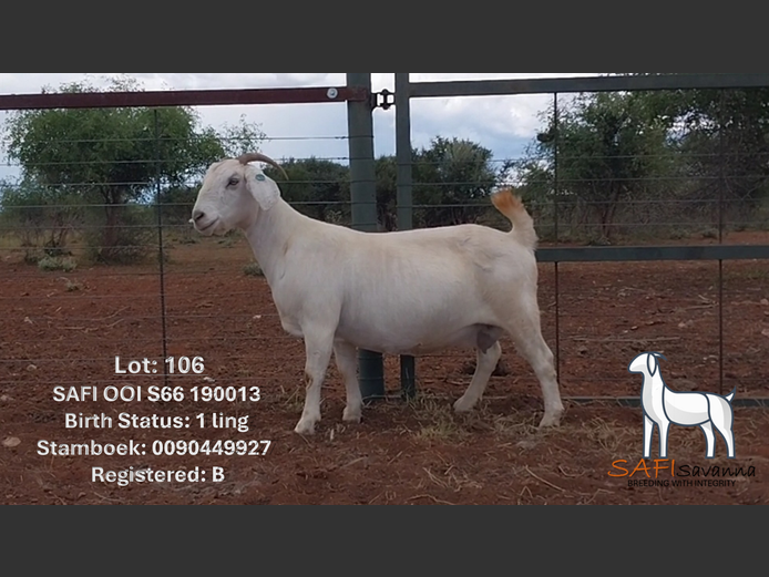 S66 19 0013 | SAFI SAVANNA