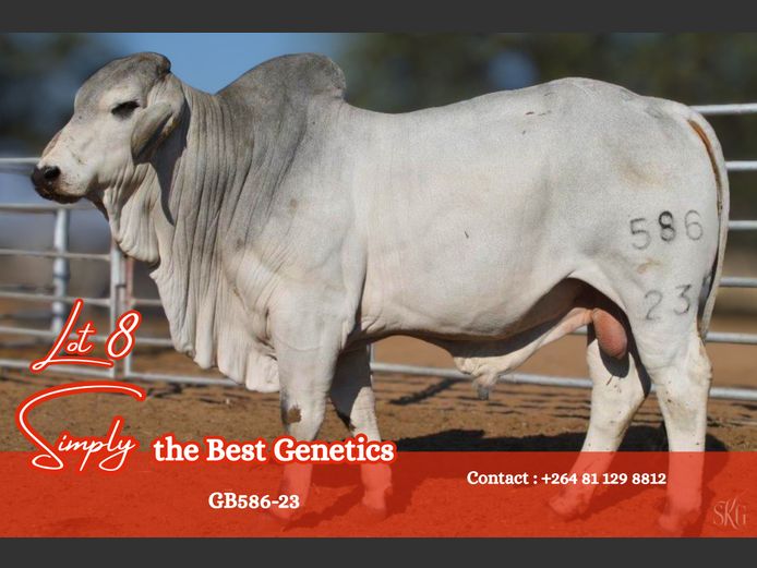 GB 586-23 | GROENEWALDT BRAHMANE