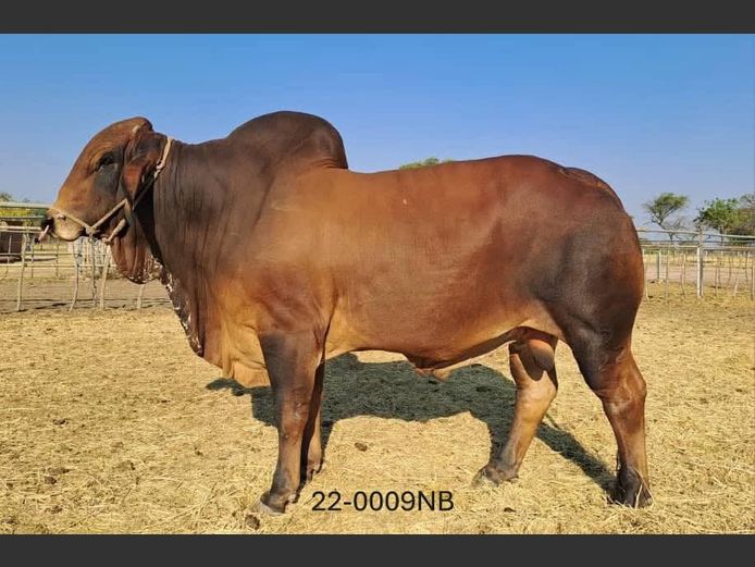 22-0009NB | WYKMAN BRAHMANE