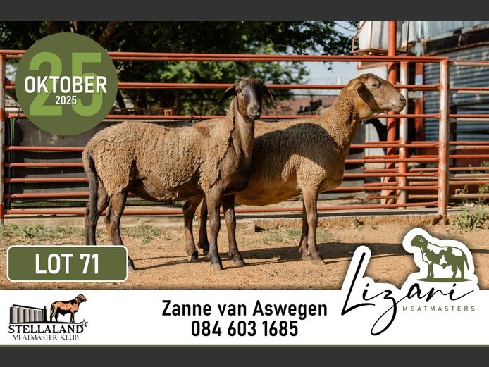 LZR129 | Lizari Meatmasters