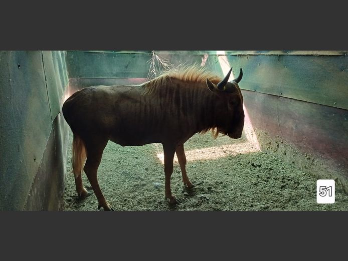 GOUE WILDEBEES | ONGELUKSKOP SAFARI'S