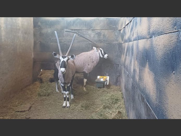 Gemsbok