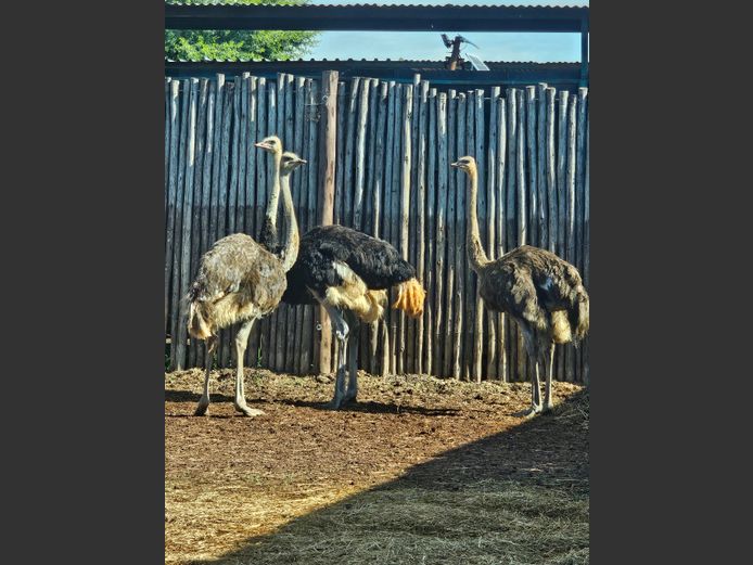 OSTRICHES | LITTLE HUT