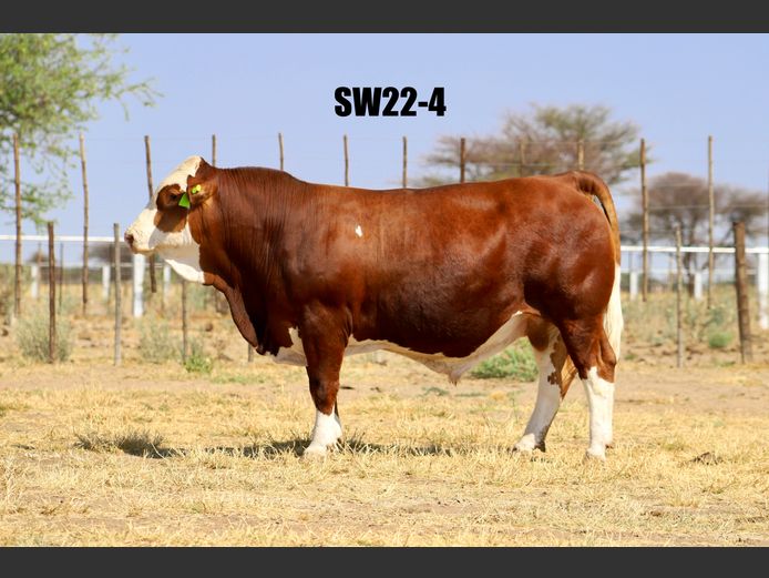 SW224 | PROMATRIA BUSCHBRUNN STUD