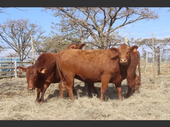 Pregnant Heifers
