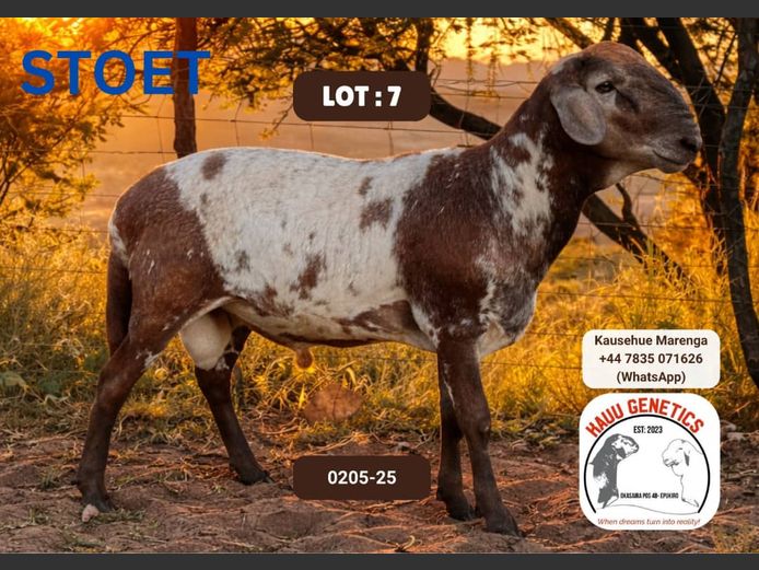 25-0205 | KAUU GENETICS