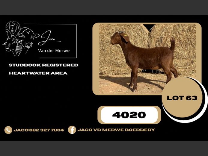 240020 | JACO VAN DER MERWE