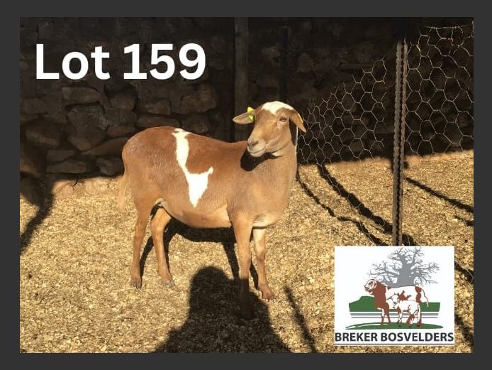 25-72 | BREKER BOSVELDERS