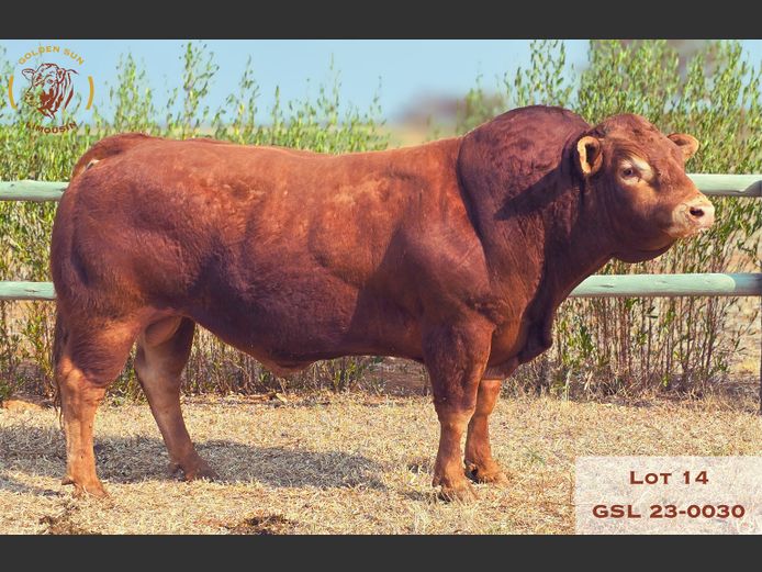 23-0030GSL | GOLDEN SUN LIMOUSIN