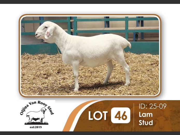 25-009 | BILLY KAZONGANGA