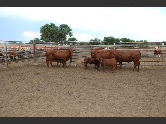 Commercial Animals | JP du Preez