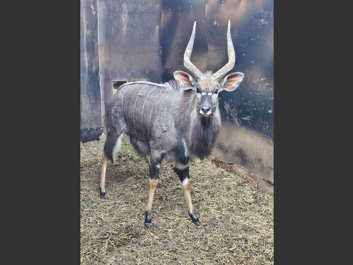 NYALA | KOLOBE WILD