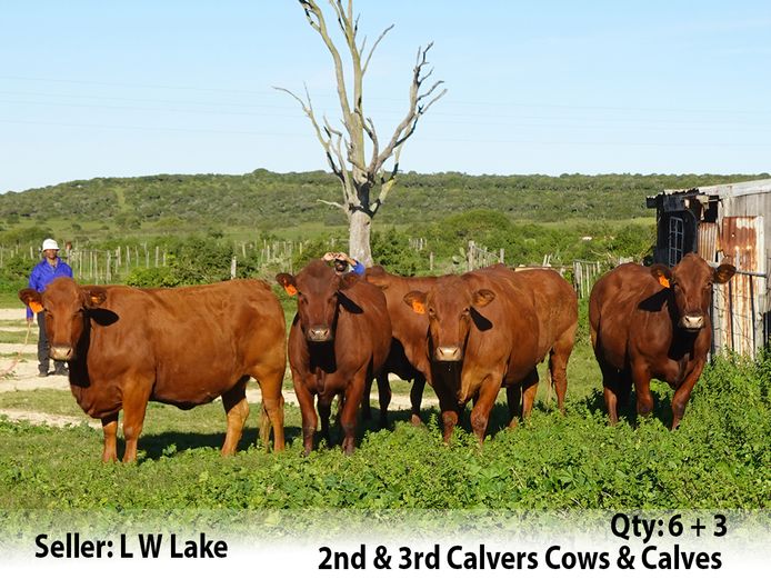 Commercial Animals | LW Lake