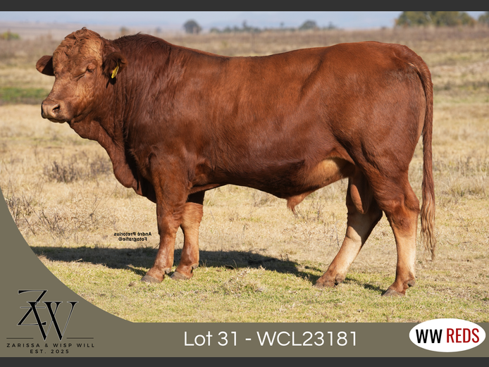 WCL23181 | WISP WILL REDS