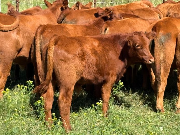 Tollies | M.E. Wardle