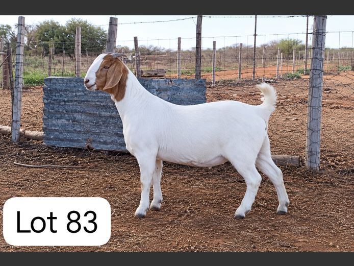 250071 | Kotze's