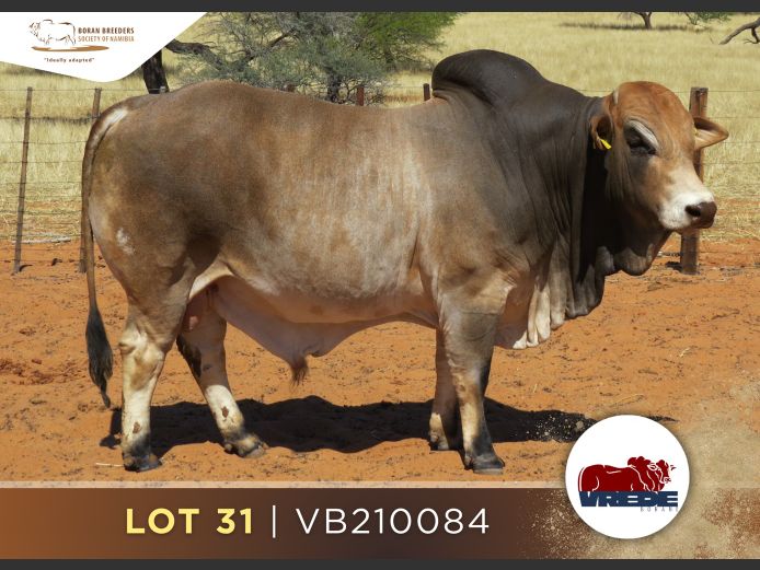 21-0084VB | VREDE BORANS