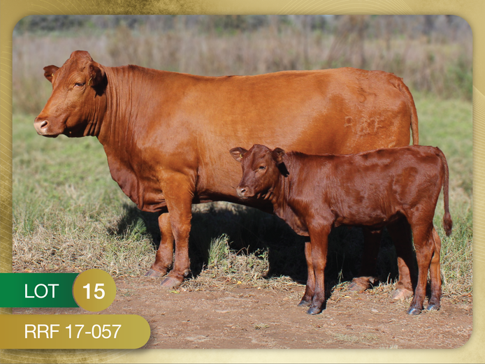 RRF 170057 | CULMPINE BONSMARAS