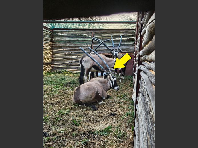 GEMSBOK BULLE