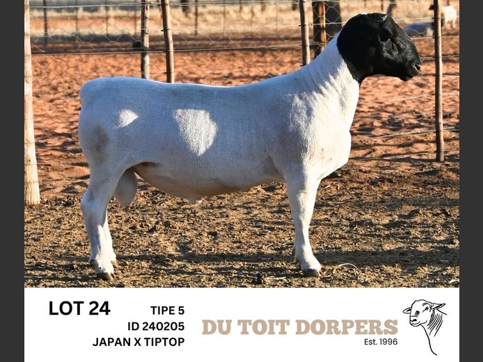 240205  | DU TOIT DORPERS