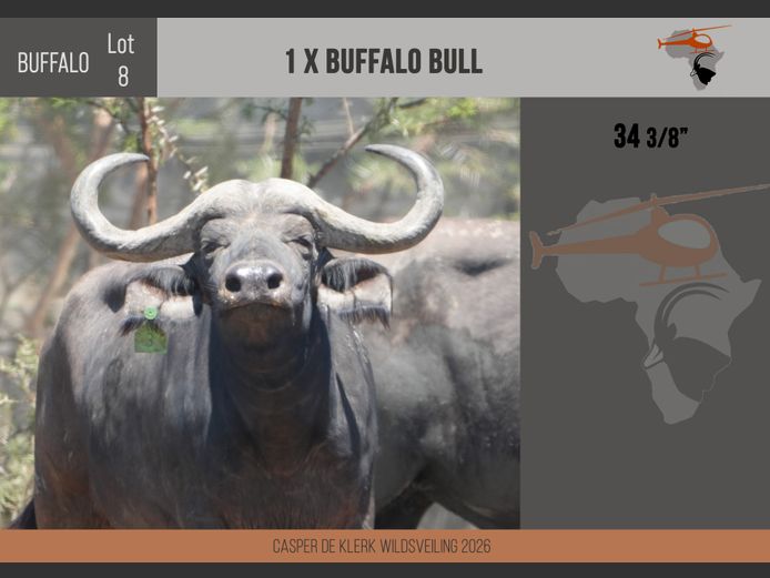 Buffalo – 34 3/8"