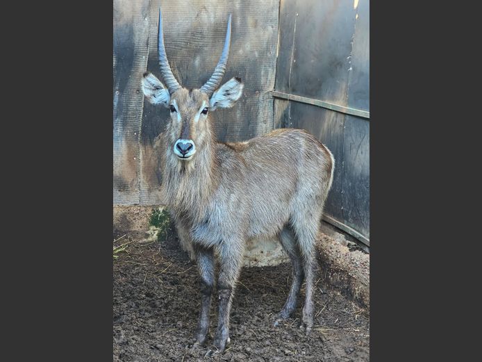 WATERBUCK | HELICON