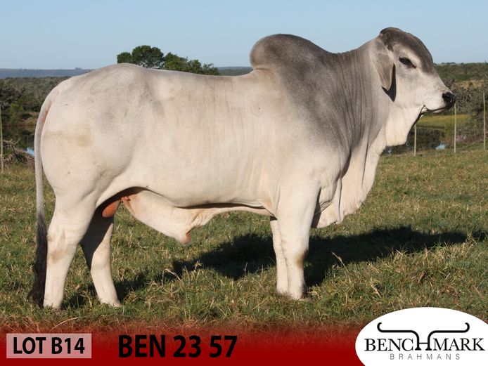 BEN2357 | NO 8 CATTLE COMPANY (PTY) LTD