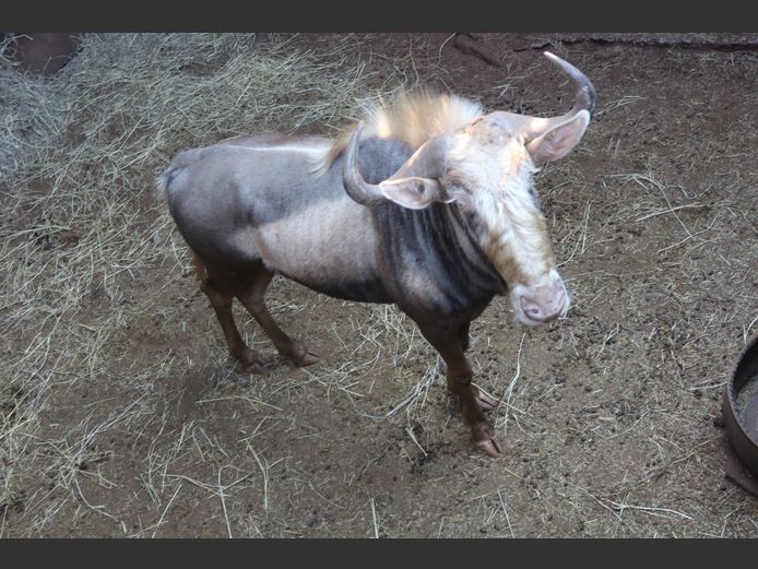 Konings Wildebees