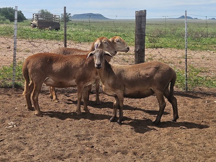 Ooie | GF Van Rooyen