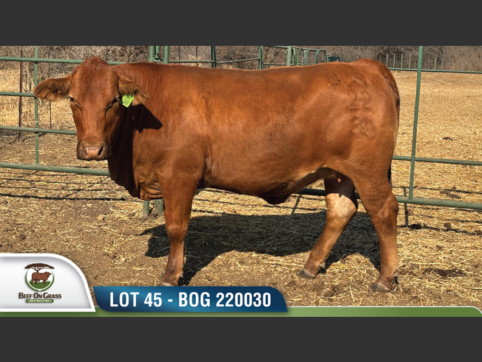 BOG 220030 | BEEF ON GRASS