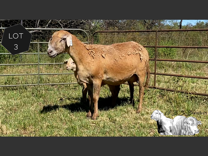 Ewe | GBS Boerdery