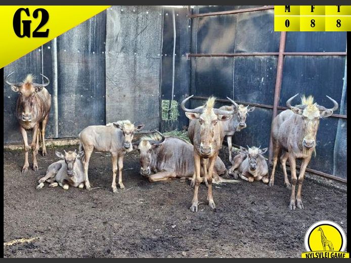 GOLDEN WILDEBEEST | FARM 258