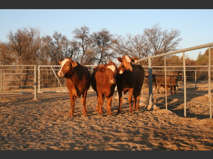 Commercial Animals
