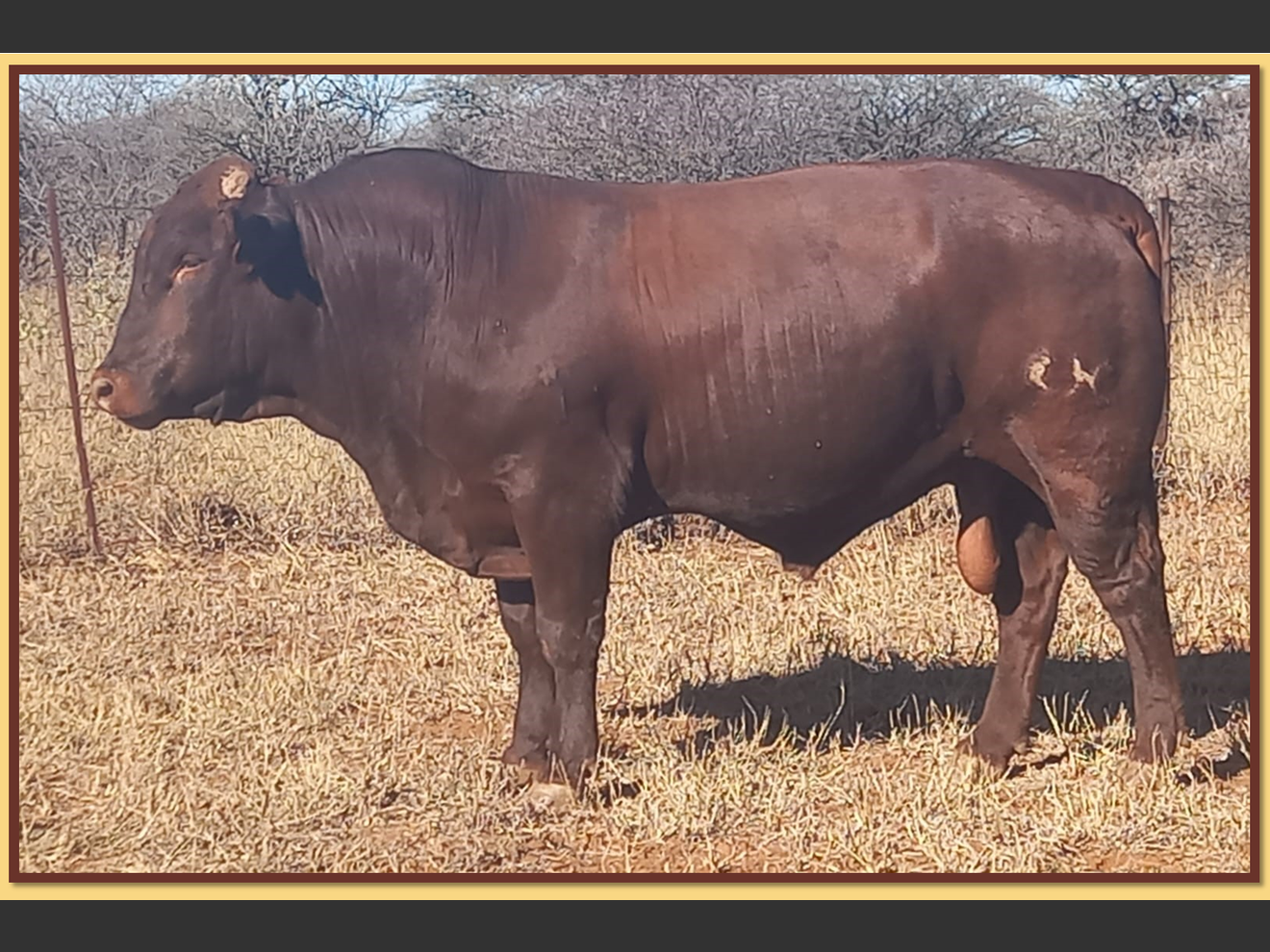Lot 9 BRISTOW BONSMARA 52ND ANNUAL PRODUCTION SALE SwiftVEE Livestock & Cattle cast