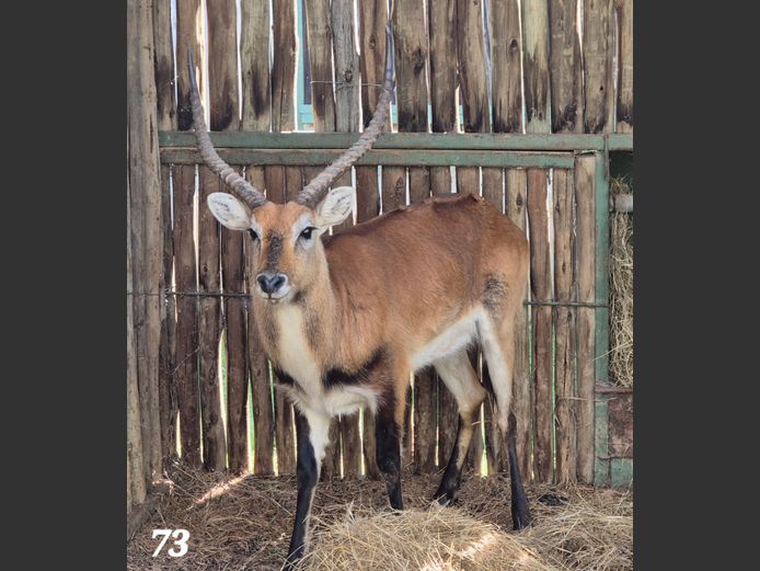 LECHWE | KEY GAME