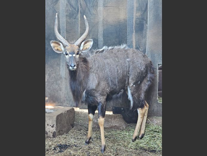 NYALA | M.E. V GREUNEN